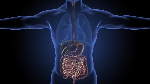 A human torso highlighting the digestive system.