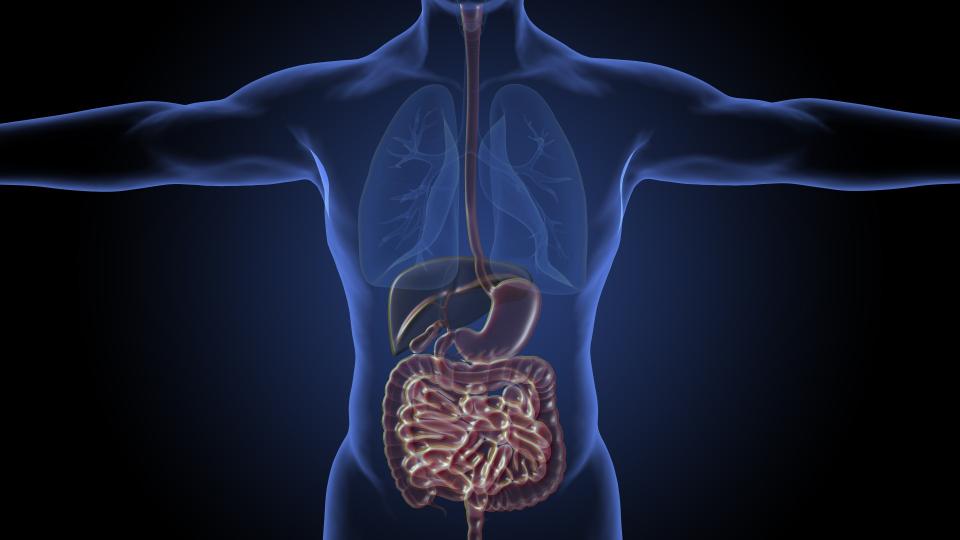 A human torso highlighting the digestive system.